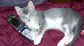 Ultra Premium Direct. Croquettes enrobées en France, naturellement saines ?