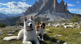 Easybel Toilettage, le compagnon CRM et Planity des toiletteurs pour chiens et chats