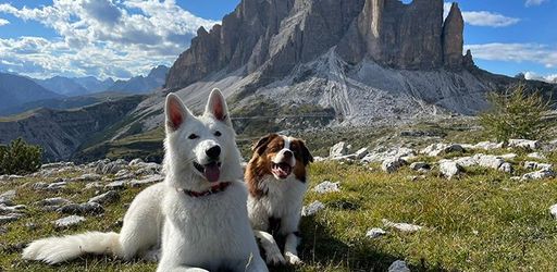 Easybel Toilettage, le compagnon CRM et Planity des toiletteurs pour chiens et chats