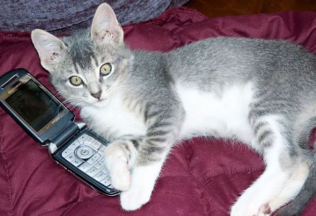 Ultra Premium Direct. Croquettes enrobées en France, naturellement saines ?