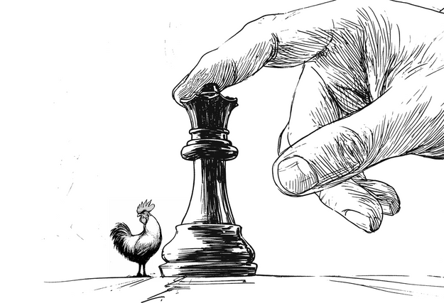 Intense fréquentation des poulets et discrétion. La secret sauce de Chouaïb Benbakir, Master Poulet