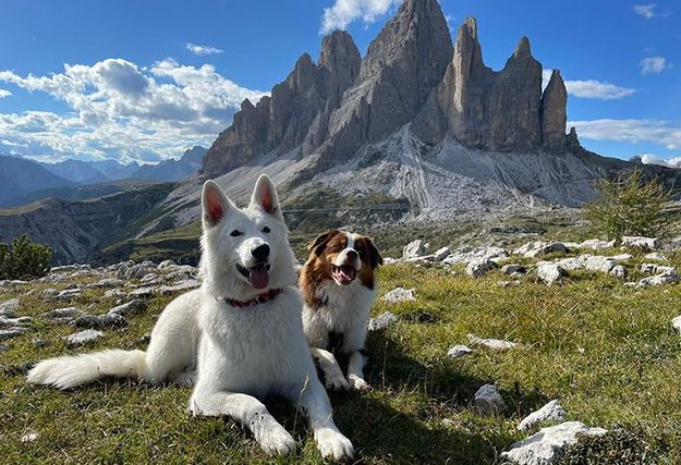 Easybel Toilettage, le compagnon CRM et Planity des toiletteurs pour chiens et chats
