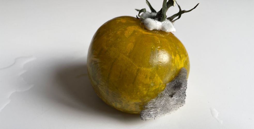 CRM : Sarbacane tacle Brevo dans les Echos. Brevo, une licorne pas souveraine ? 