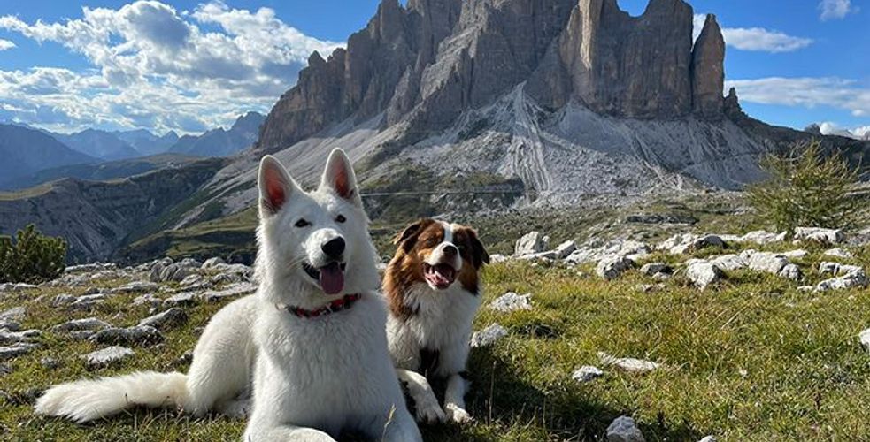 Easybel Toilettage, le compagnon CRM et Planity des toiletteurs pour chiens et chats